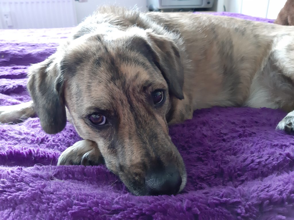 Brown and tan mixed-breed dog lying on a purple blanket, head resting on his paws. He is looking sleepy.