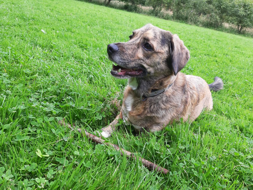 Brown and tan dog lying in green grass, guarding a wooden stick.