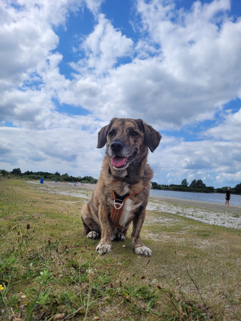 Dog standing on a lakeshore under a cloudy sky, panting happily, with water and trees in the background.